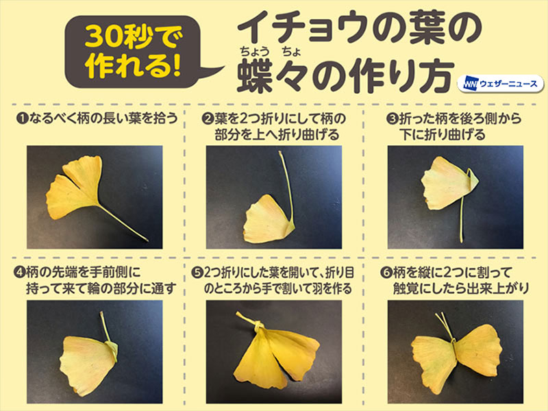 たった30秒で簡単 イチョウ蝶々 ちょうちょ の作り方 ウェザーニュース