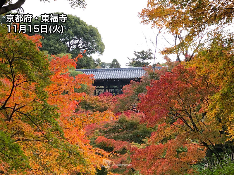 紅葉 週末のおすすめ情報 明治神宮外苑や嵐山で見頃シーズンに ウェザーニュース