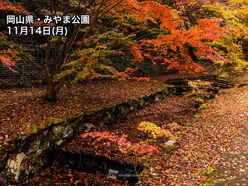 紅葉 週末のおすすめ情報 明治神宮外苑や嵐山で見頃シーズンに ウェザーニュース