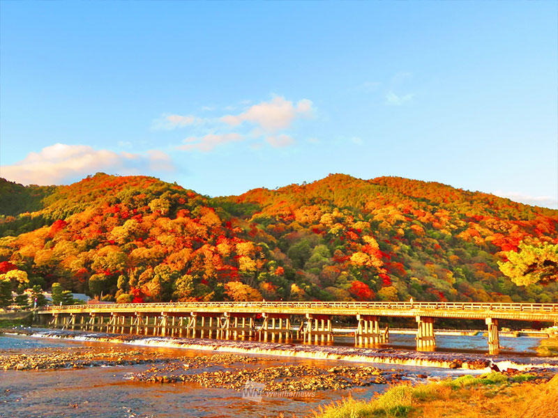 紅葉 週末のおすすめ情報 明治神宮外苑や嵐山で見頃シーズンに ウェザーニュース