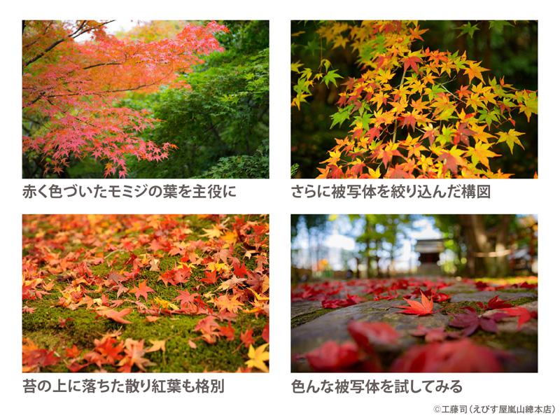 紅葉ページ _ ・ 散り紅葉も良き良きでした🍁 ・ Beautiful carpet of maple