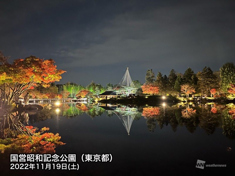 昭和記念公園の絶景銀杏並木が見頃 2年ぶりの夜間ライトアップも ウェザーニュース