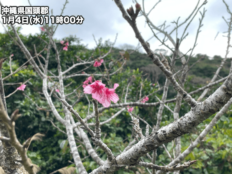 沖縄 那覇でヒカンザクラが咲く 桜開花観測は今シーズン全国初 ウェザーニュース