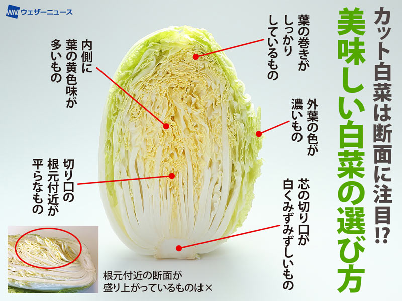 美味しいカット白菜の選び方 断面に注目 - ウェザーニュース