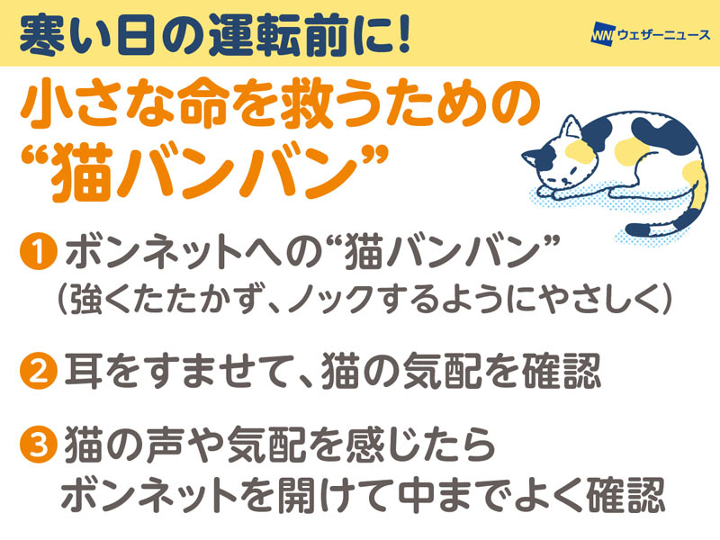 寒い日は運転前に“猫バンバン” 車の間に潜むネコを救うために