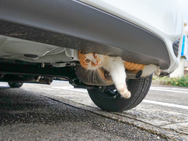 “Cat bang bang” before driving on a cold day to save cats lurking between cars – Weather News