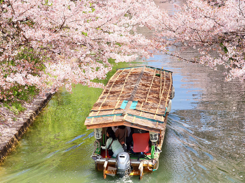 2024年最新】桜の見頃時期は？ 東京や大阪は3月末からいよいよ開花へ