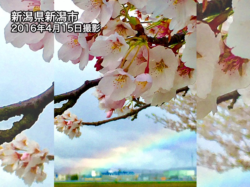 皆さんから届いた「マイ桜エピソード」 - ウェザーニュース