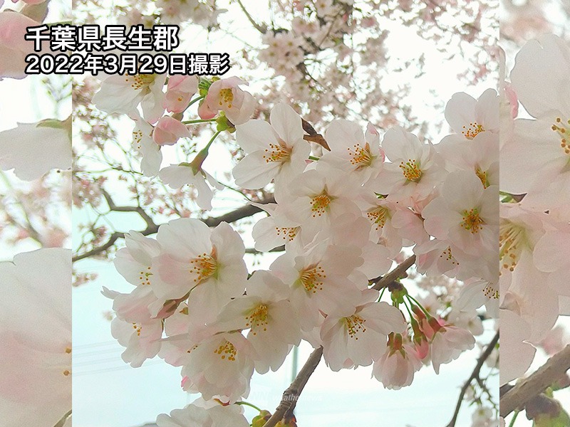 皆さんから届いた「マイ桜エピソード」 - ウェザーニュース