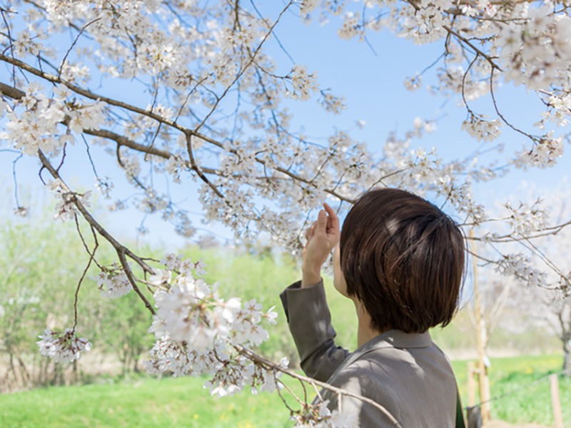 皆さんから届いた「マイ桜エピソード」 - ウェザーニュース