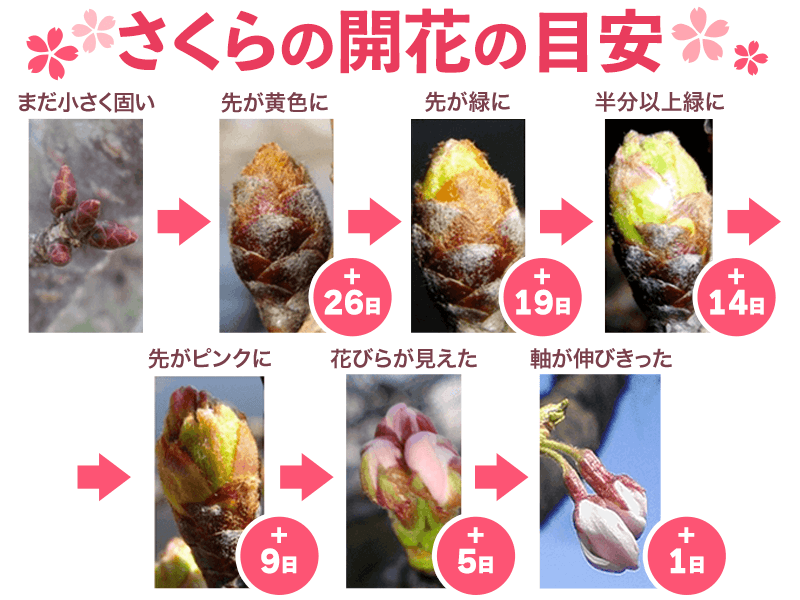 桜のつぼみ報告が予報精度に貢献！気温を考慮して開花日を予想 - ウェザーニュース