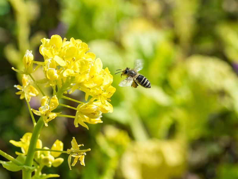 スズメバチに対するニホンミツバチの「命がけの戦術」 - ウェザーニュース