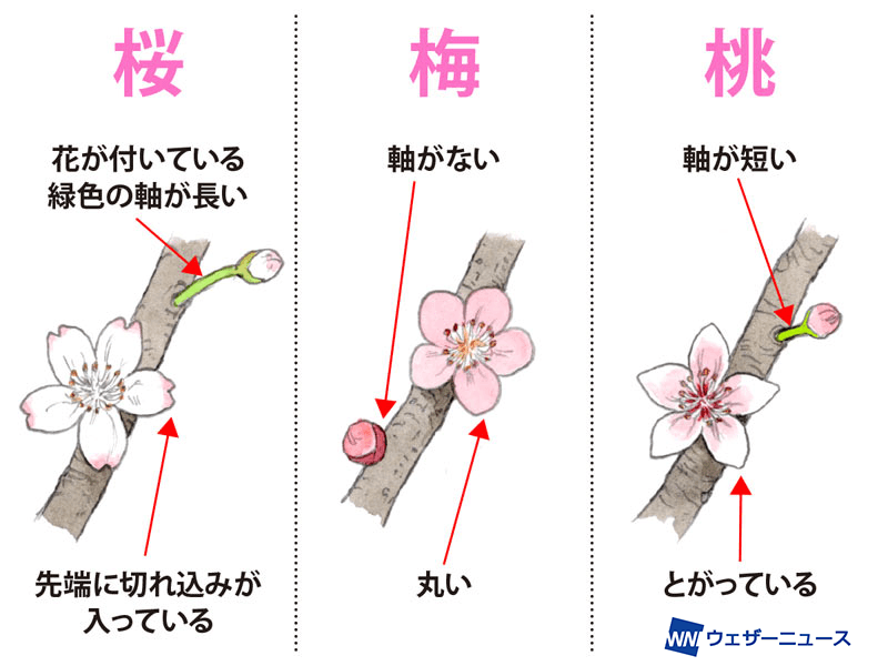 桜・梅・桃」の違いはココに注目！簡単な見分け方 - ウェザーニュース