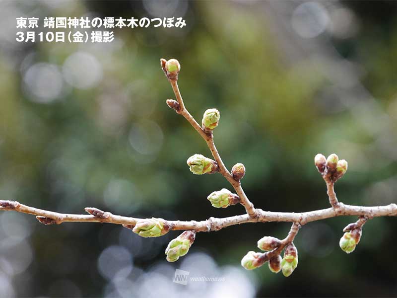 Steady increase in accumulated temperature, approaching the “600°C rule” of cherry blossoms in Tokyo