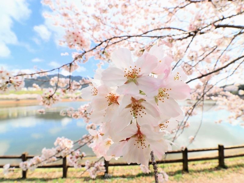 家の庭に桜を見かけない理由とは - ウェザーニュース