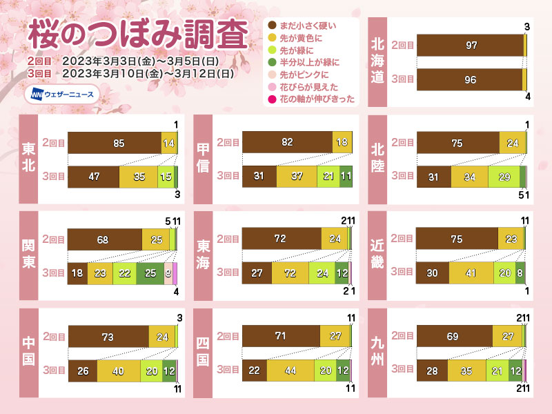 桜×115 つぼみ×19 (A-33565-3) 入数:6 桜 つぼみの通販