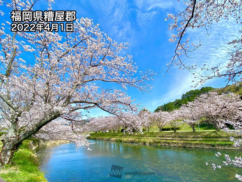 桜お花見調査 「行く予定」の回答割合が昨年から倍増 - ウェザーニュース