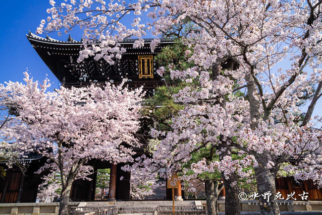 Amazon.co.jp: 京都花名所桜四季の花紅葉花鳥風月百花繚乱 水野