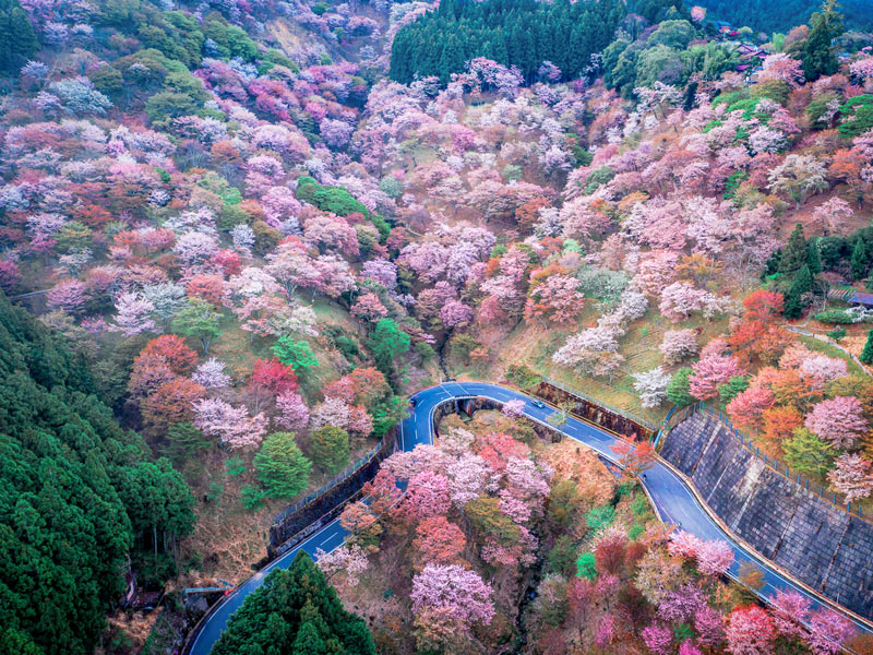 “Deciphering ‘Yamamatayama Yamazakura Matayamazakura’: The Evolution of Cherry Blossom Terminology from ‘Mountain Cherry Blossoms’ “