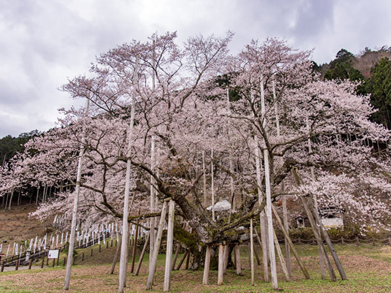 圧巻の迫力 樹齢1200年超えの