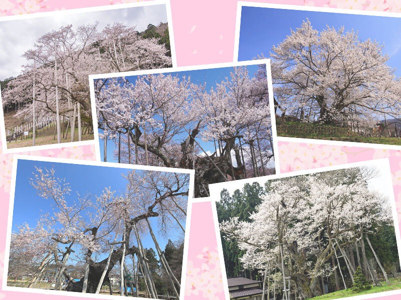 圧巻の迫力 樹齢1200年超えの