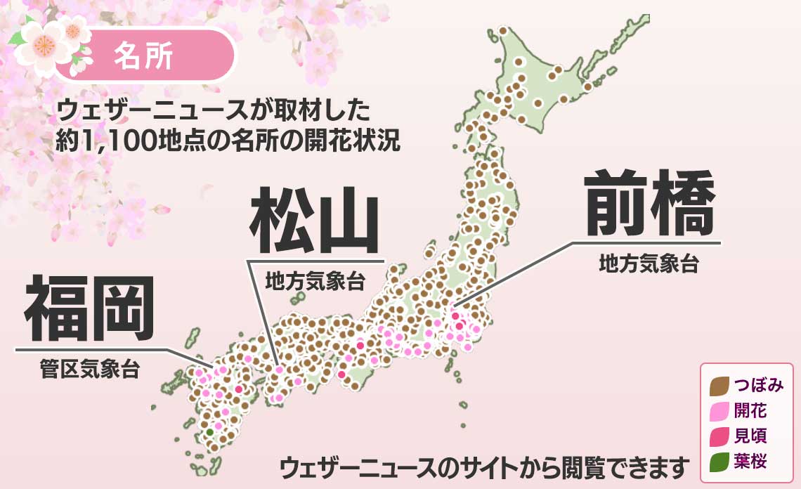 Announcement: Somei Yoshino Cherry Blossoms Spotted in Fukuoka, Matsuyama, and Maebashi on March 18th (Saturday)