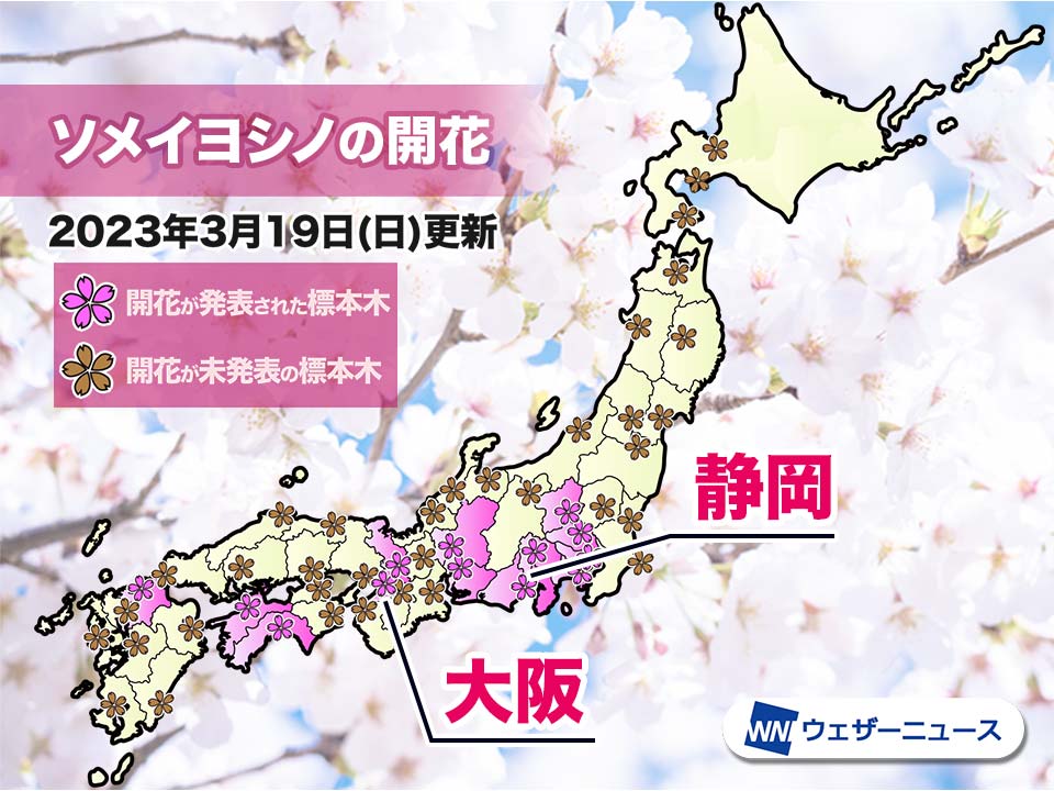 大阪で桜開花 昨年より4日早い 観測史上最も早い記録に並ぶ開花発表