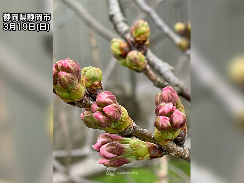 つぼみシリーズ　開花 開花を待つつぼみたち | 創成川公園