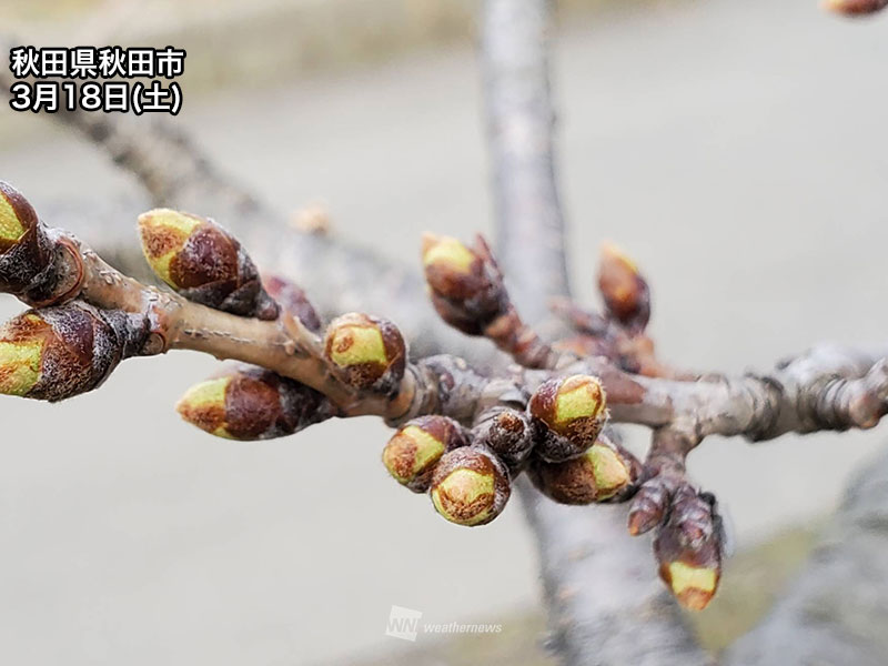 西、東日本の桜は開花カウントダウン つぼみの日々の変化が大きい時期