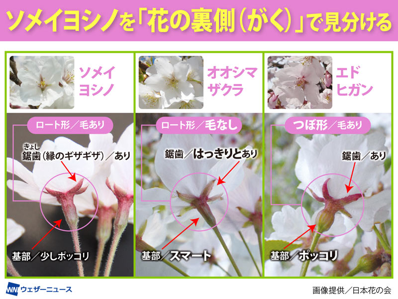 花の裏側に違いあり!? ソメイヨシノの見分け方 ウェザーニュース