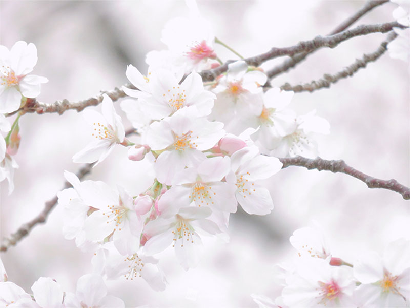 桜×カメラ 天気別にきれいな写真の撮り方を紹介 - ウェザーニュース