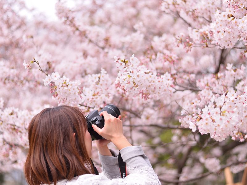 桜×カメラ 天気別にきれいな写真の撮り方を紹介 - ウェザーニュース