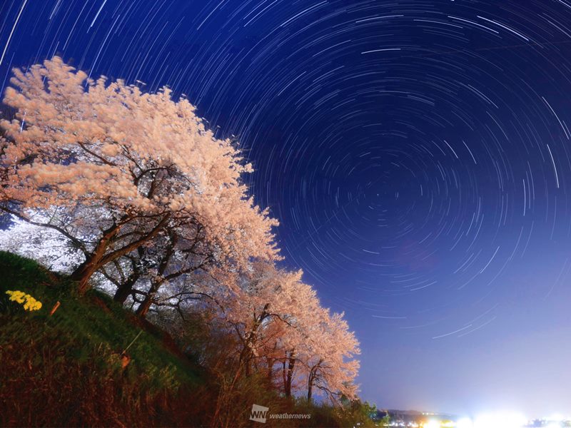 3月27日は「さくらの日」 この機に触れたい、美しい“桜の言葉