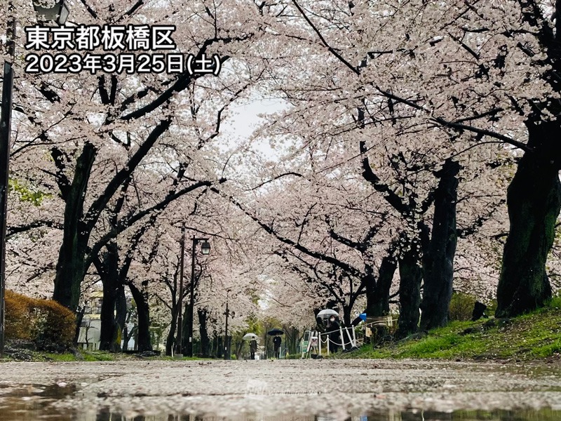 桜は雨に耐えられる？週明けのお花見はまだ大丈夫 - ウェザーニュース