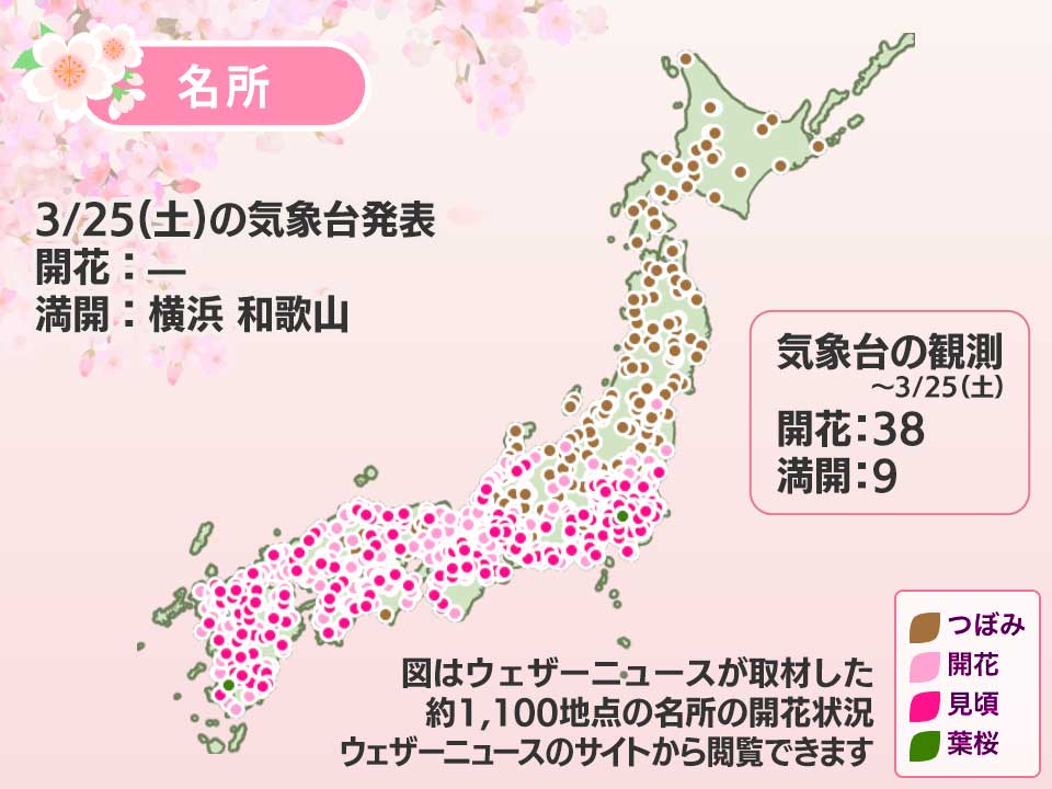 今日の桜前線 3月25日(土) 横浜と和歌山でソメイヨシノ満開に