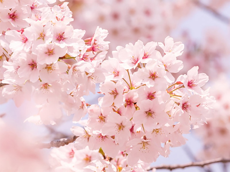 桜（ソメイヨシノ）の見頃と散り始めのサイン - ウェザーニュース