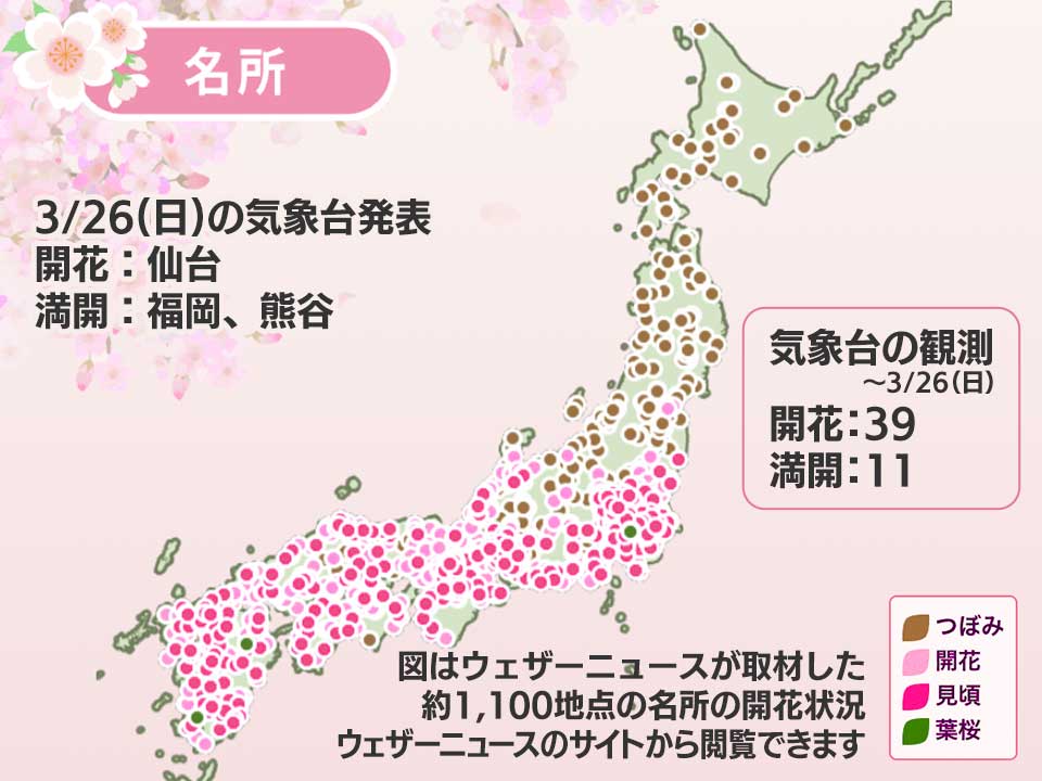 Sendai’s Somei Yoshino Cherry Blossom Bloom on March 26th – Stay Updated with Today’s Cherry Blossom Front