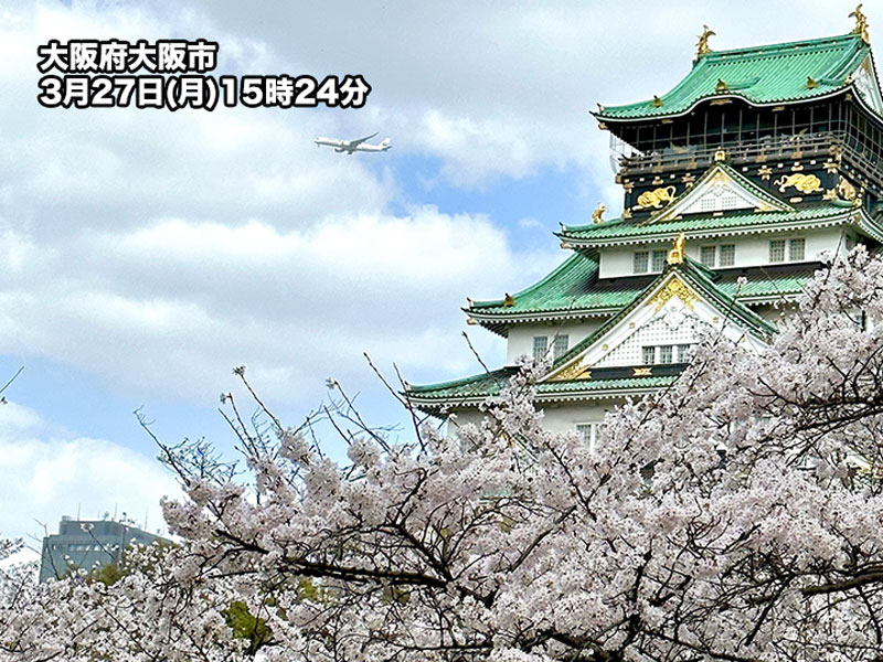大阪や名古屋で桜は満開 夜桜見物は寒さ対策を - ウェザーニュース