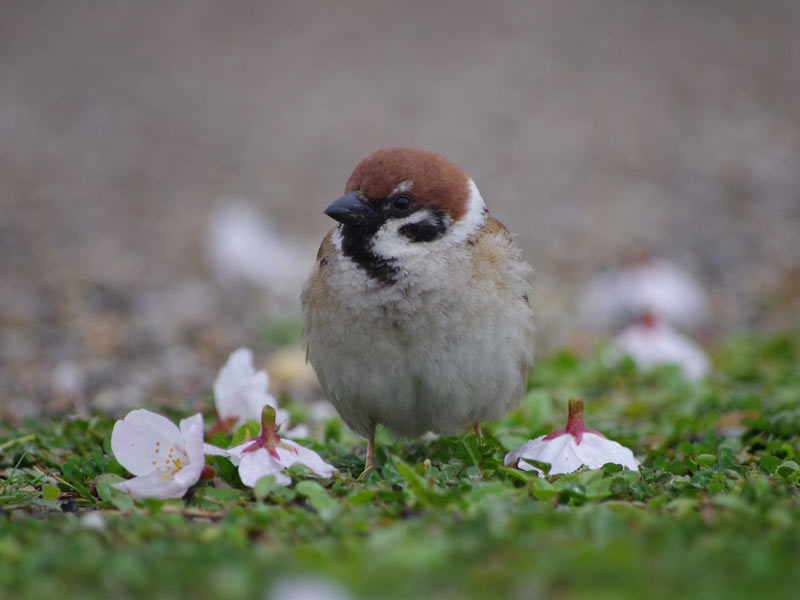 咲いた桜の花を落としていた、意外な犯人は？ - ウェザーニュース