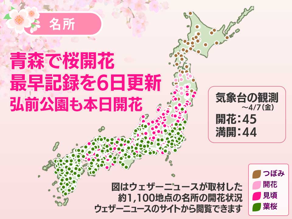 青森で桜開花 観測史上最早記録を6日間も更新 弘前公園でも本日開花