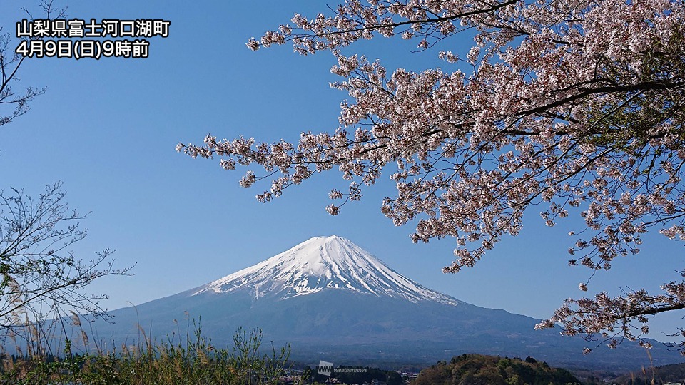 富士山と湖と桜 - 日用品/インテリア