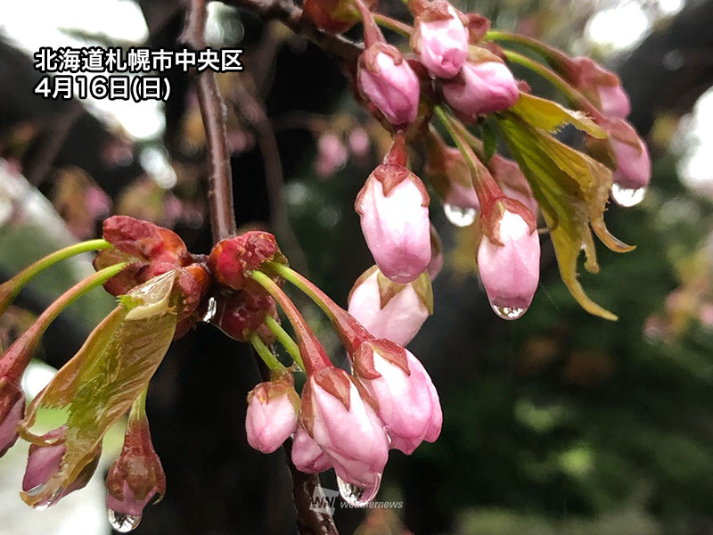 開花前線は北海道へ上陸 暖かさで桜のつぼみは生長中 - ウェザーニュース