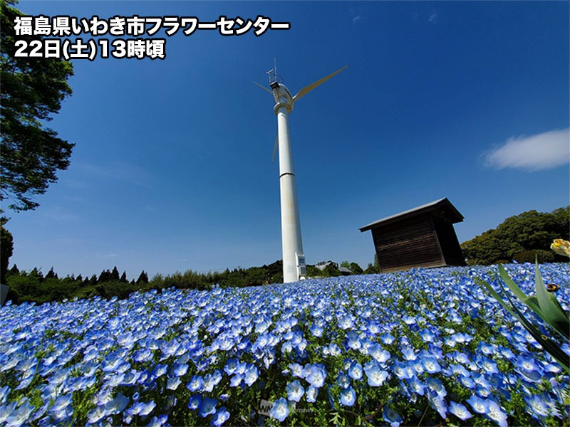 青空に溶け込む瑠璃色の世界 各地でネモフィラが見頃に - ウェザーニュース