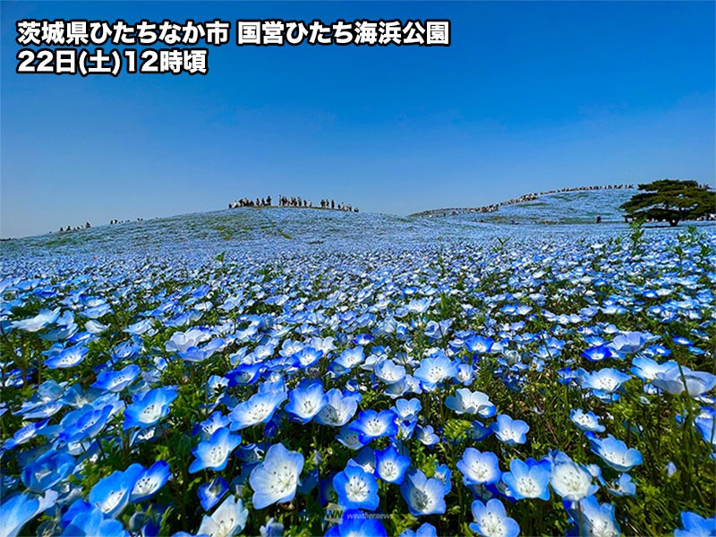 青空に溶け込む瑠璃色の世界 各地でネモフィラが見頃に - ウェザーニュース