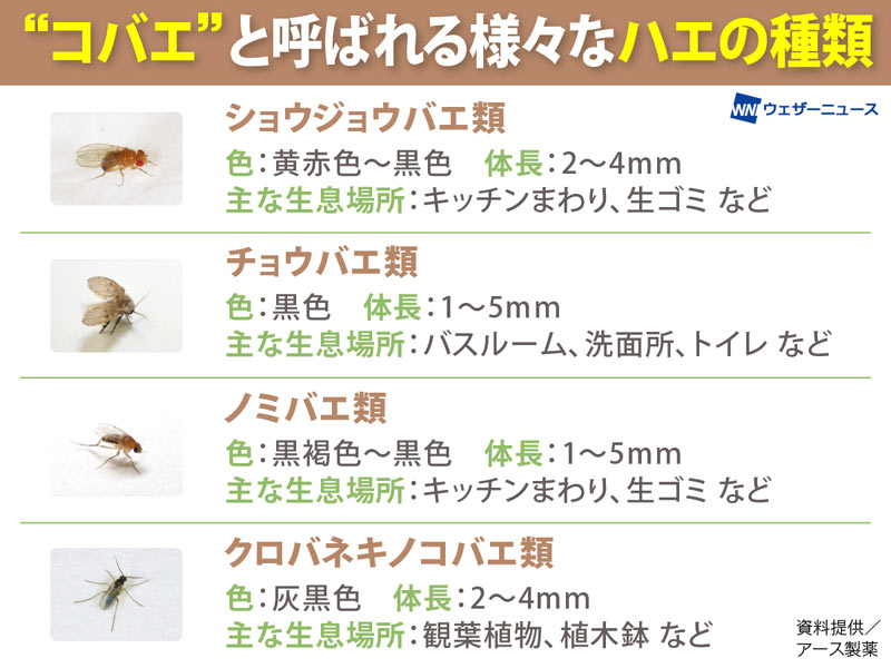 梅雨前にコバエを増やさないための対処法 - ウェザーニュース