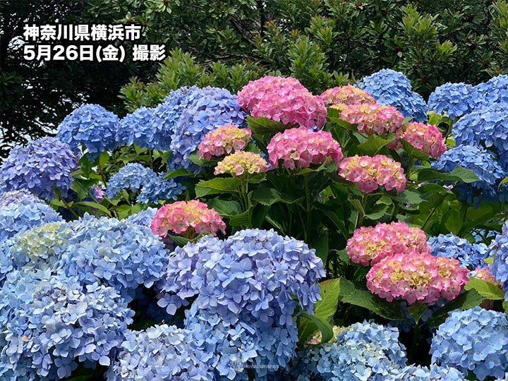 関東以西であじさいの色付き始まる 昨年より早い傾向 - ウェザーニュース