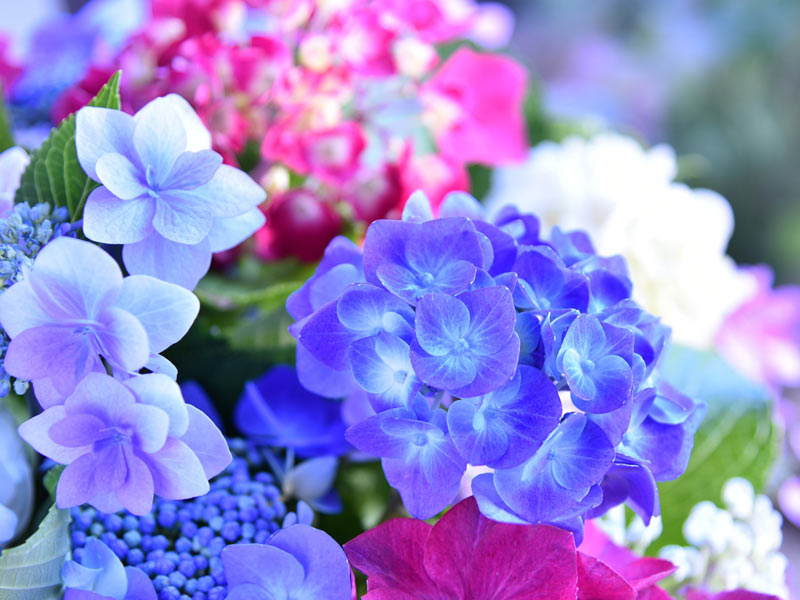 アジサイなど梅雨時期に咲く花の「花言葉」4選 - ウェザーニュース