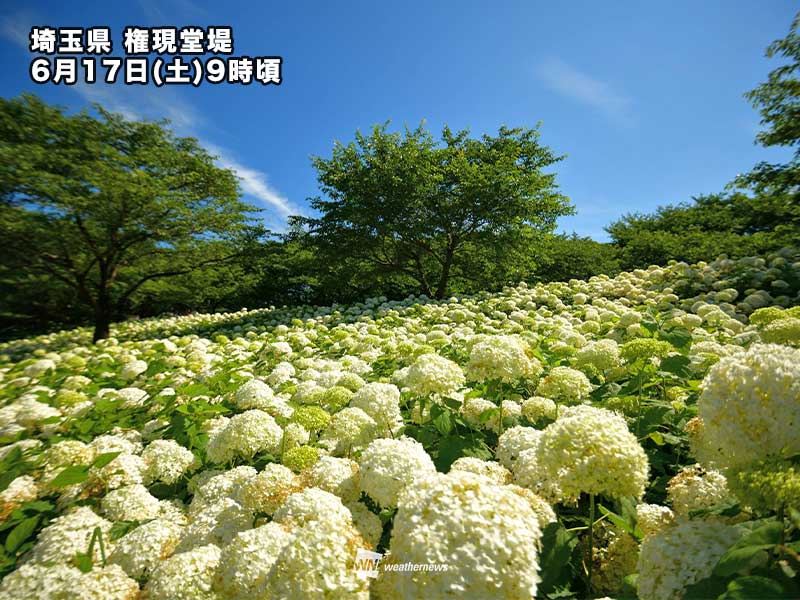 梅雨の晴れ間に映える絶景 色とりどりの鮮やかな紫陽花 - ウェザーニュース