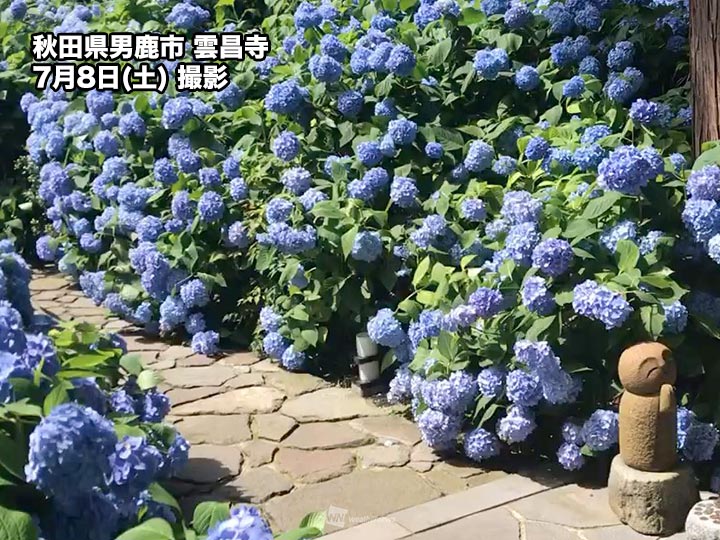 東北では紫陽花(あじさい)が見頃 北海道も色付きが進む - ウェザーニュース
