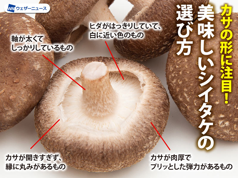しいたけページ 美味しいシイタケはカサの形に注目!? - ウェザーニュース
